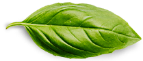 basil leaf.png